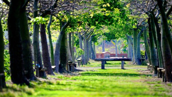 фон парка для фотошопа