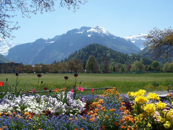 долина тюльпанов интерлакен швейцария