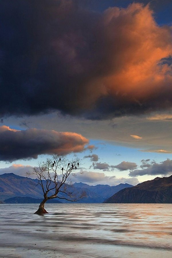 дерево ванака