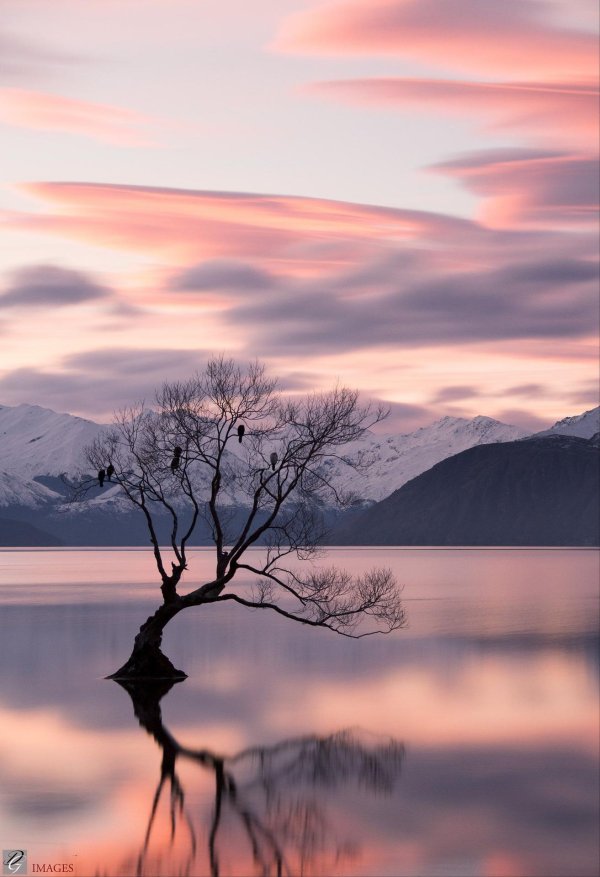 дерево ванака