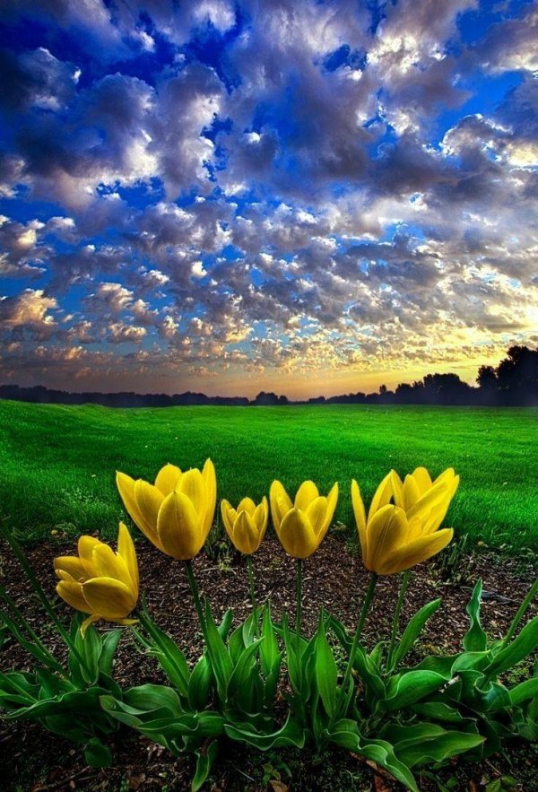 жëлтые тюльпаны