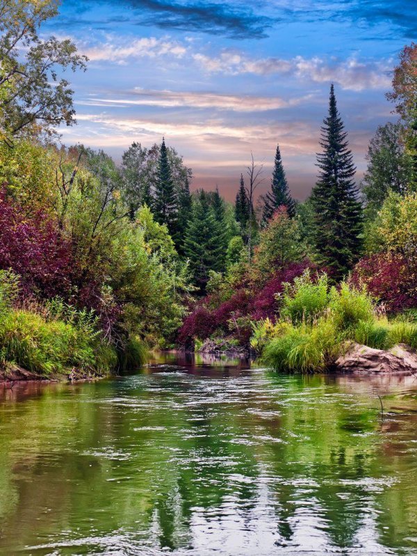 пихта сибирская abies sibirica