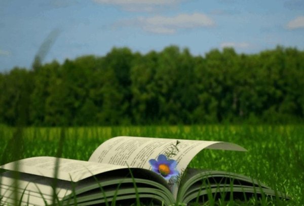 летний читальный зал под открытым небом фон