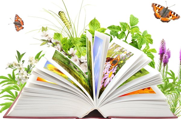 день экологический знаний