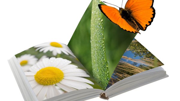 книжное лето