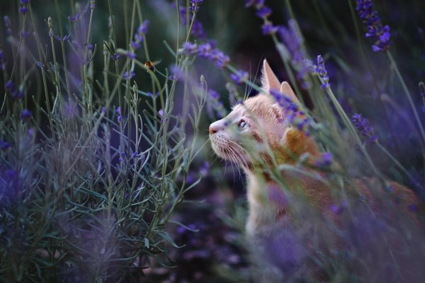 кот в лаванде