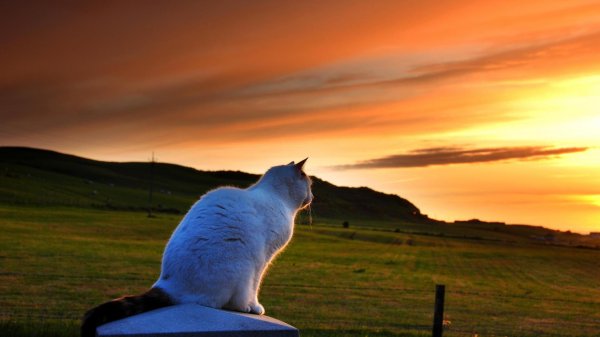 котик на закате