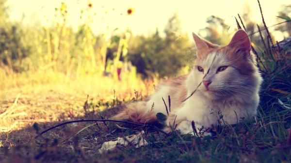 котики на природе