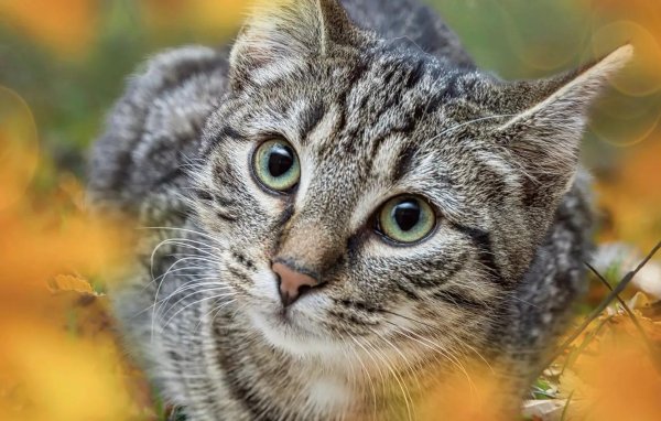 серая полосатая кошка беспородная