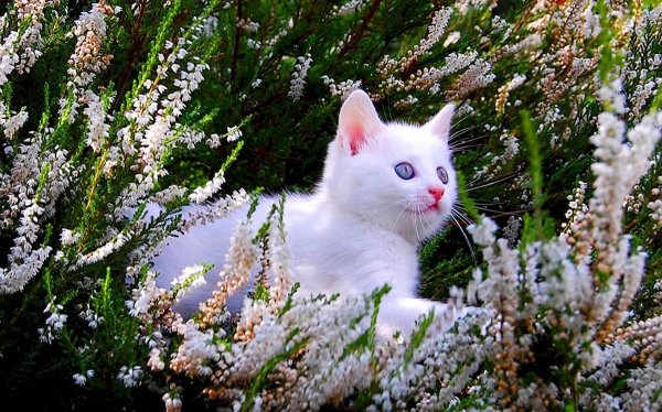 котики красивые