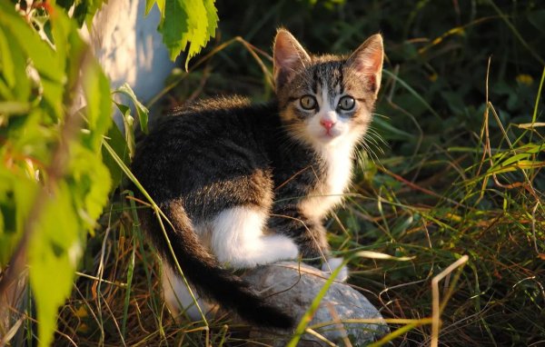 котенок природа