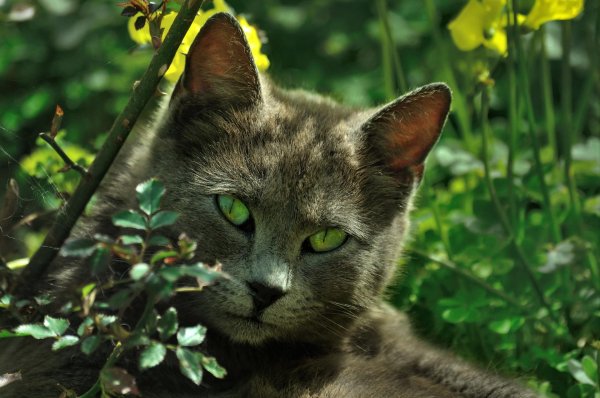 котик с зелеными глазами