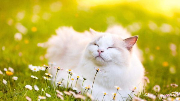 белые кошки