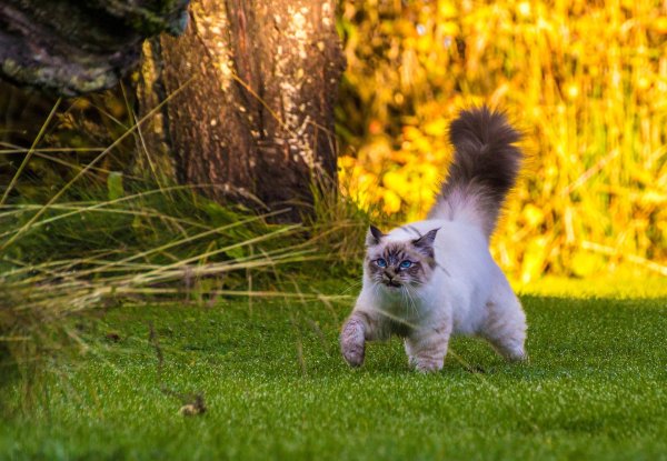 гималайские сиамские кошки