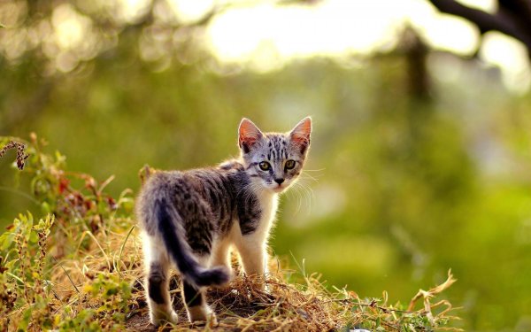 очаровательные котята