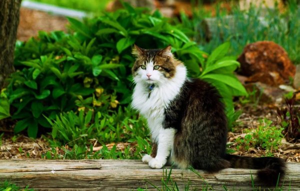 домашние животные