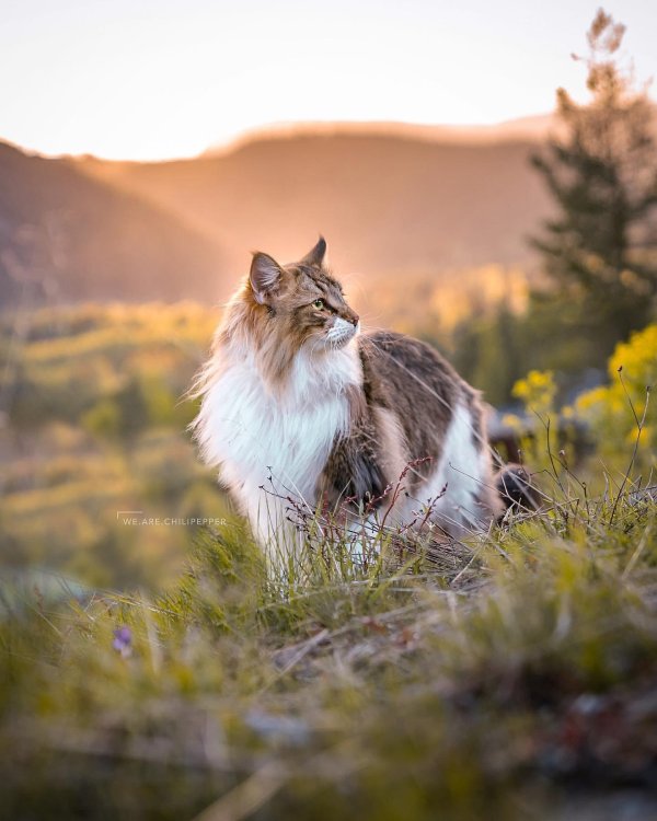 норвежская лесная кот