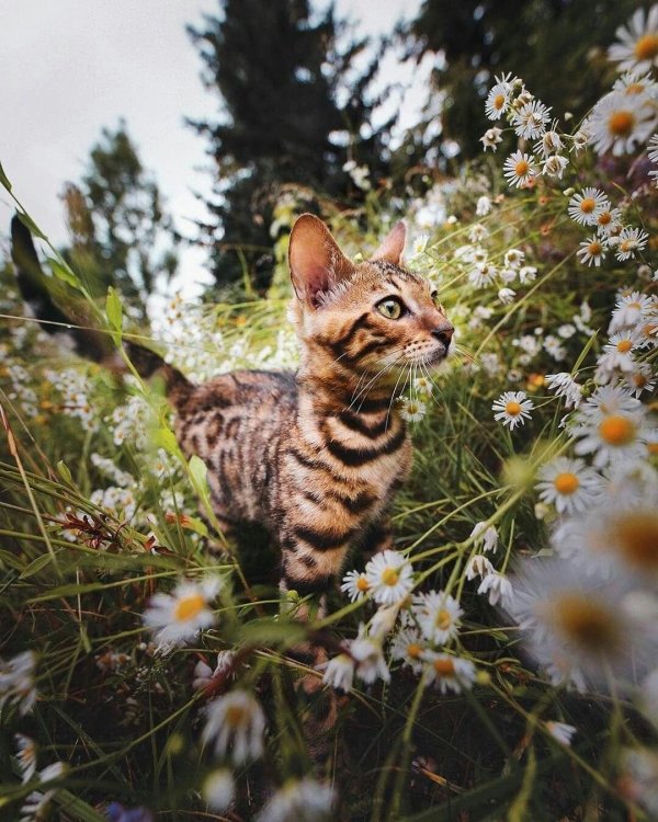 котики на природе