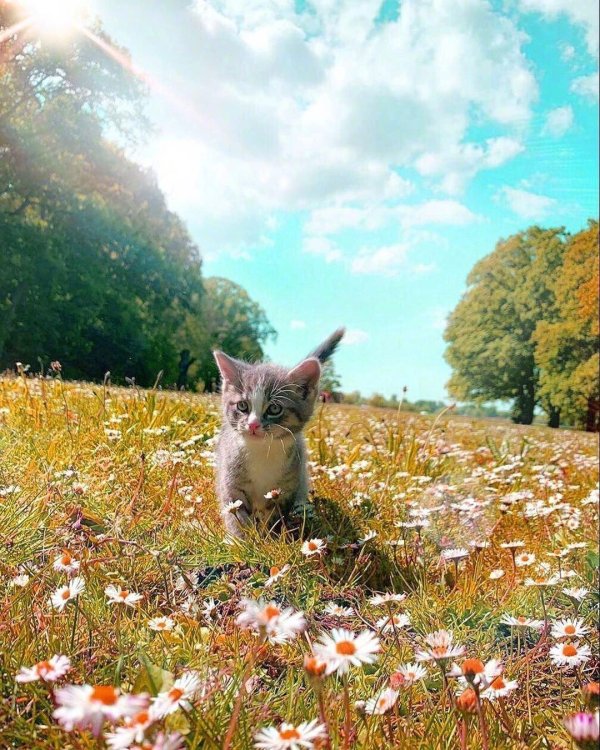 котенок красивый