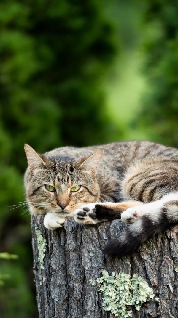 европейская дикая лесная кошка