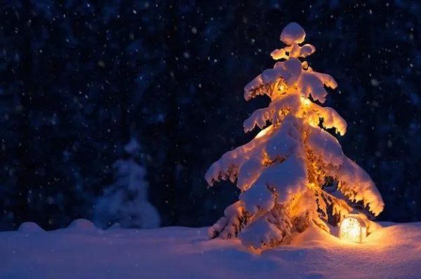 новогодний лес