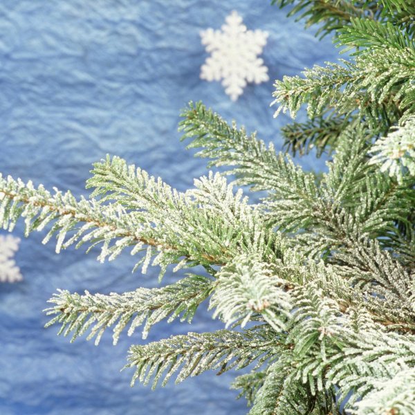 голубая ель иней