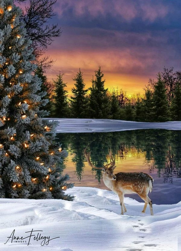 рождественские пейзажи