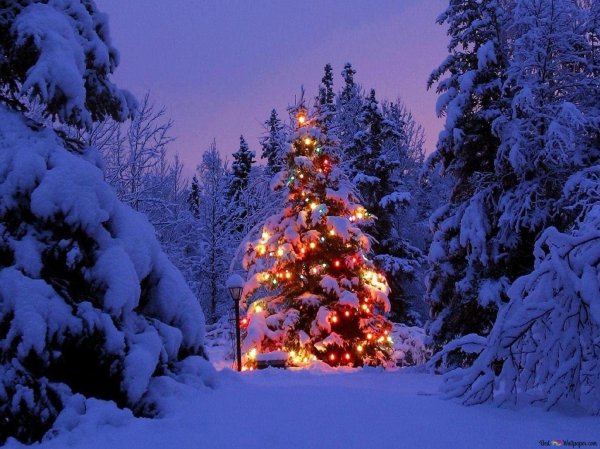 зимняя елка