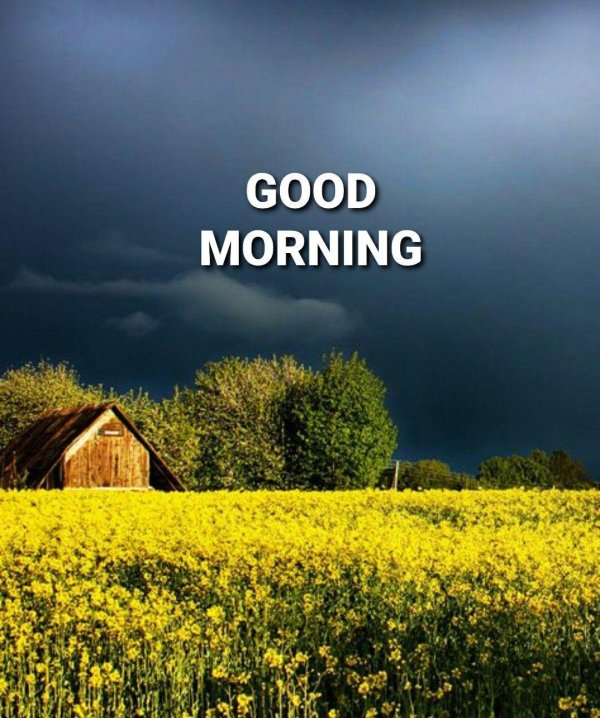 good morning good morning