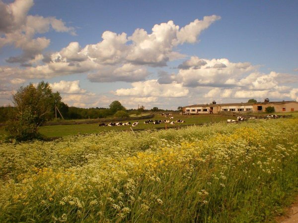 суздальский район поля