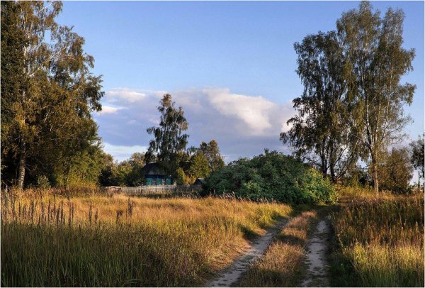 россия русь березки тополя