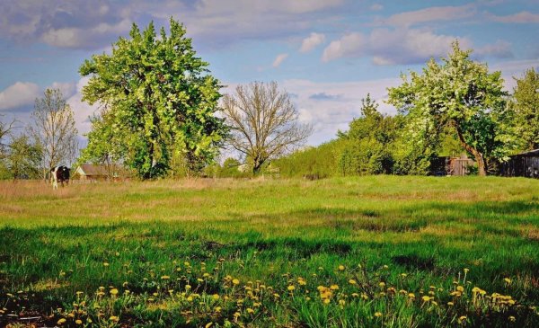 деревенская природа