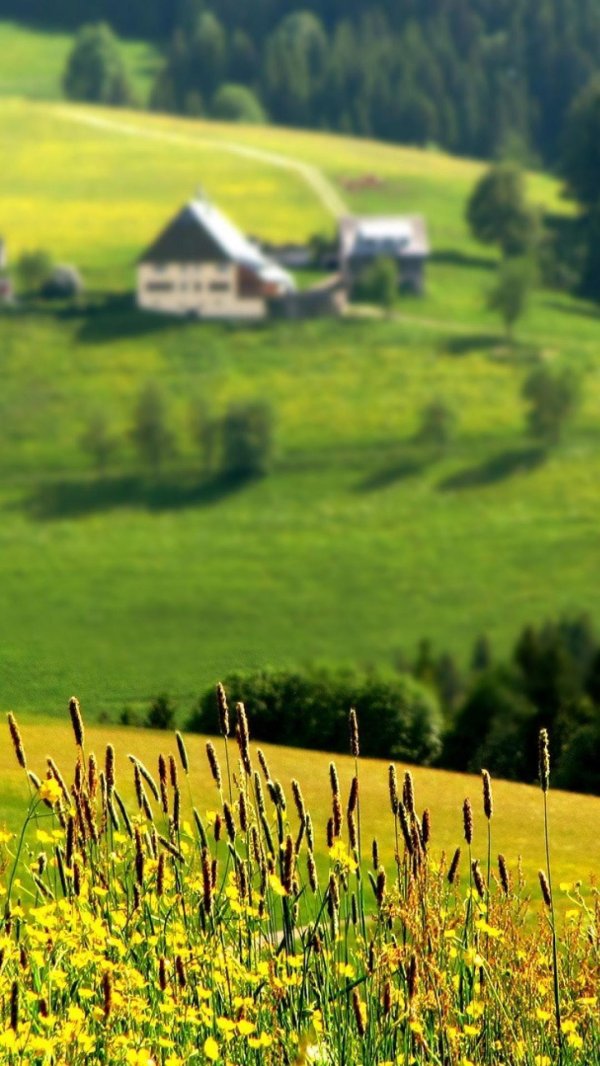 родные просторы пушгоры панорама