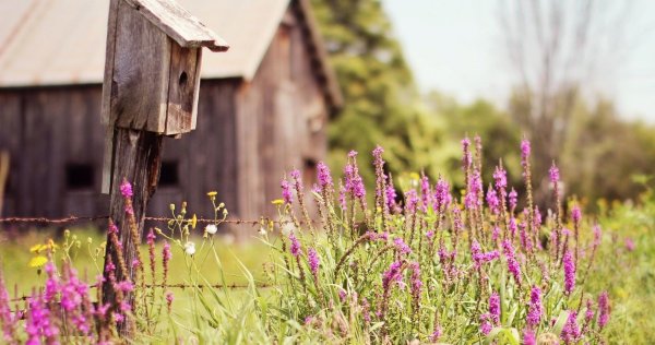вереск обыкновенный