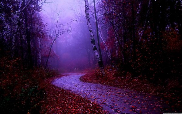 фиолетовый лес