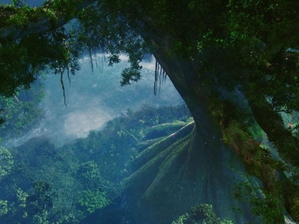 дерево из аватара