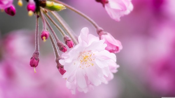 цветение сакуры