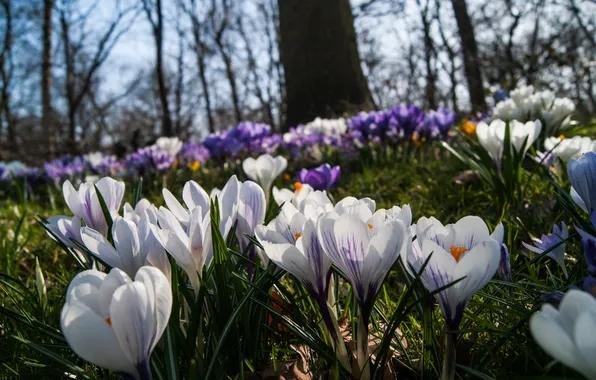 крокусы бештау