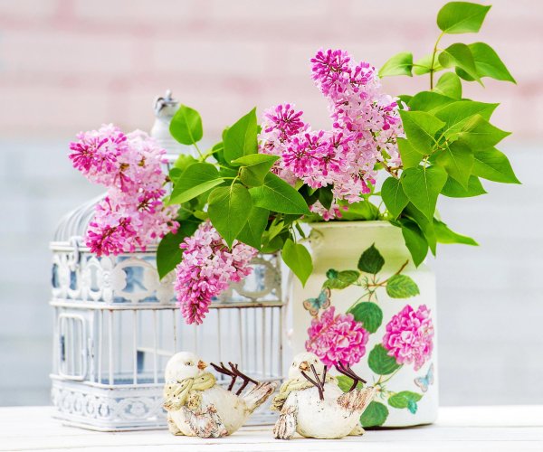 сирень нина