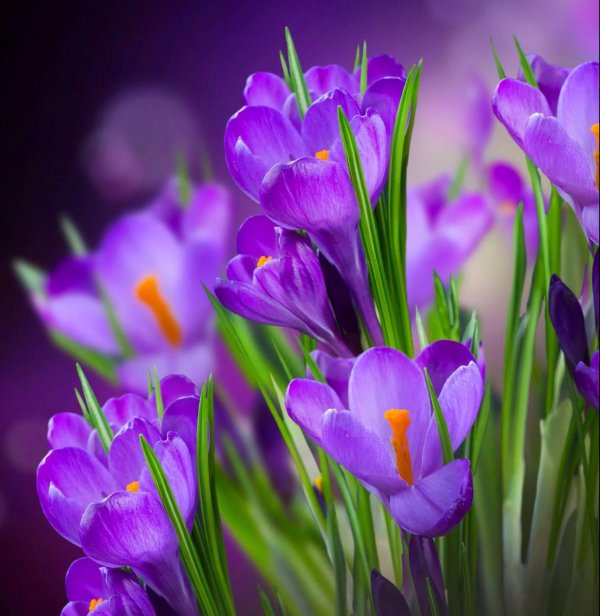 цветок крокус