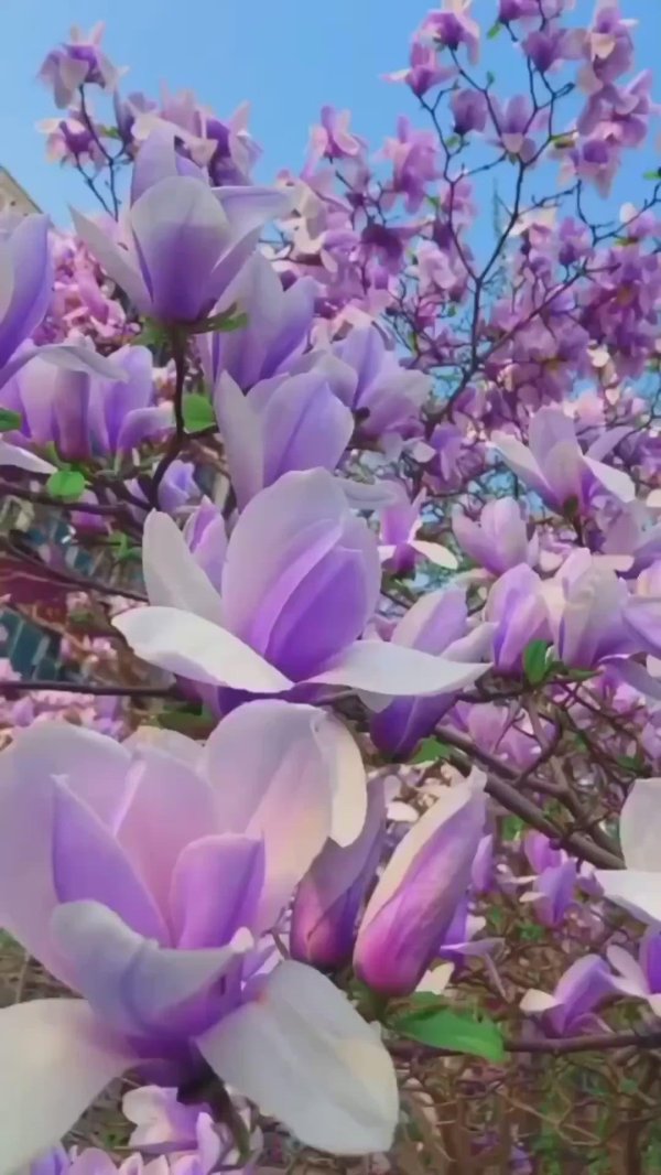 магнолии суланжа