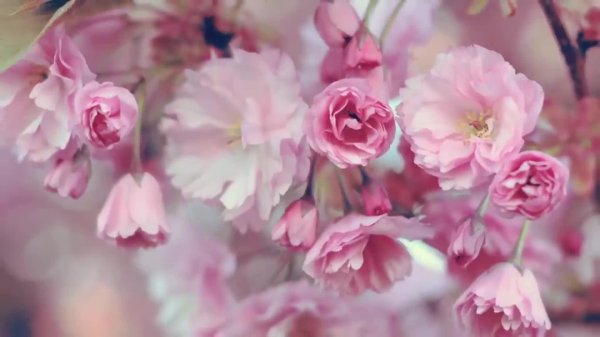 цветущая сакура