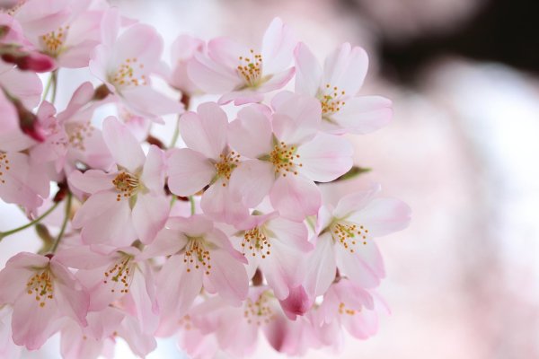 цветки вишни