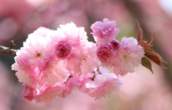 персиковая сакура