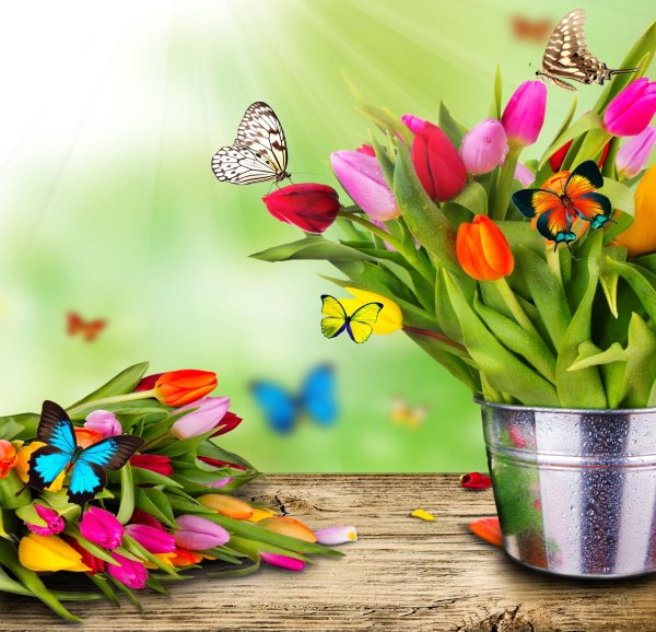 открытка с тюльпанами