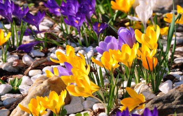 крокусы желтые и фиолетовые