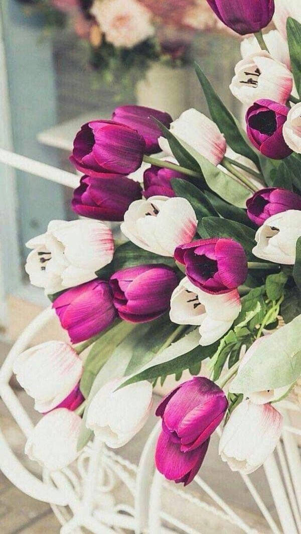 красивые тюльпаны