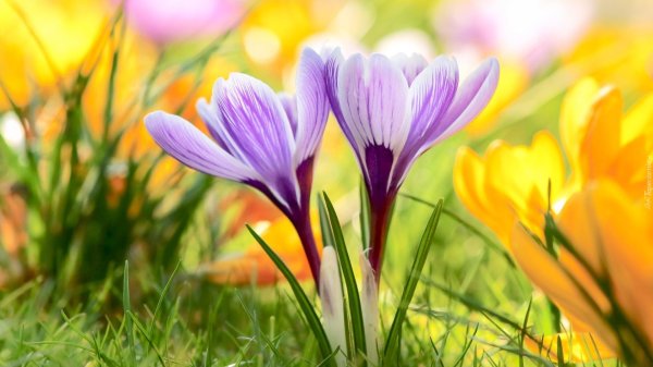 весна крокусы