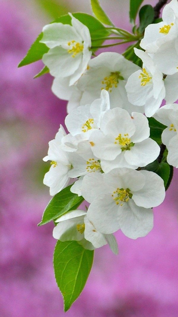 ветка цветущей яблони