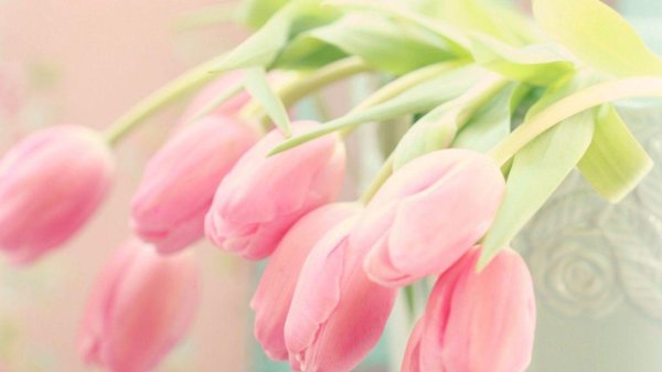 нежные тюльпаны